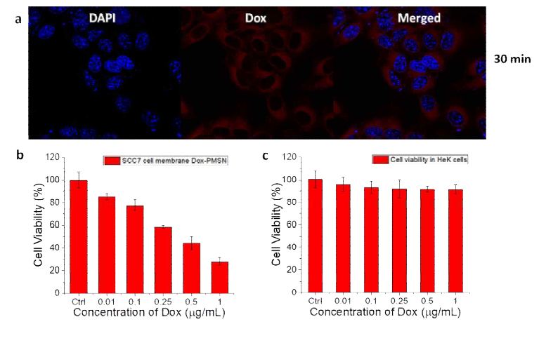 a) Confocal imaging to check the cellular uptake of SCC7 cell membrane coated PMSN, b,c) cell viability analysis for SCC7 cell membrane coated PMSN in SCC7 cells and HeK293T cells