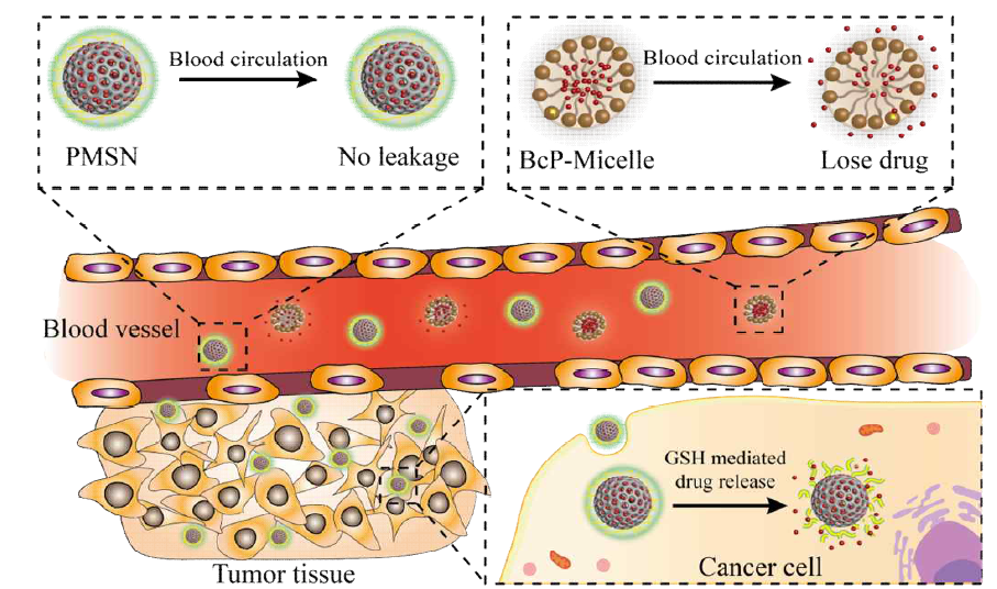 Higher encapsulation stability of noncovalent polymer gatekeeper MSNs (PMSNs) for in vivo therapeutics. Stable encapsulation from PMSNs vs leakage of cargo from BCP micelle. Schematic illustrations of in-vivo anticancer therapeutics to explain the EPR mediated uptake and glutathione (GSH) mediated drug release inside the cancer cells