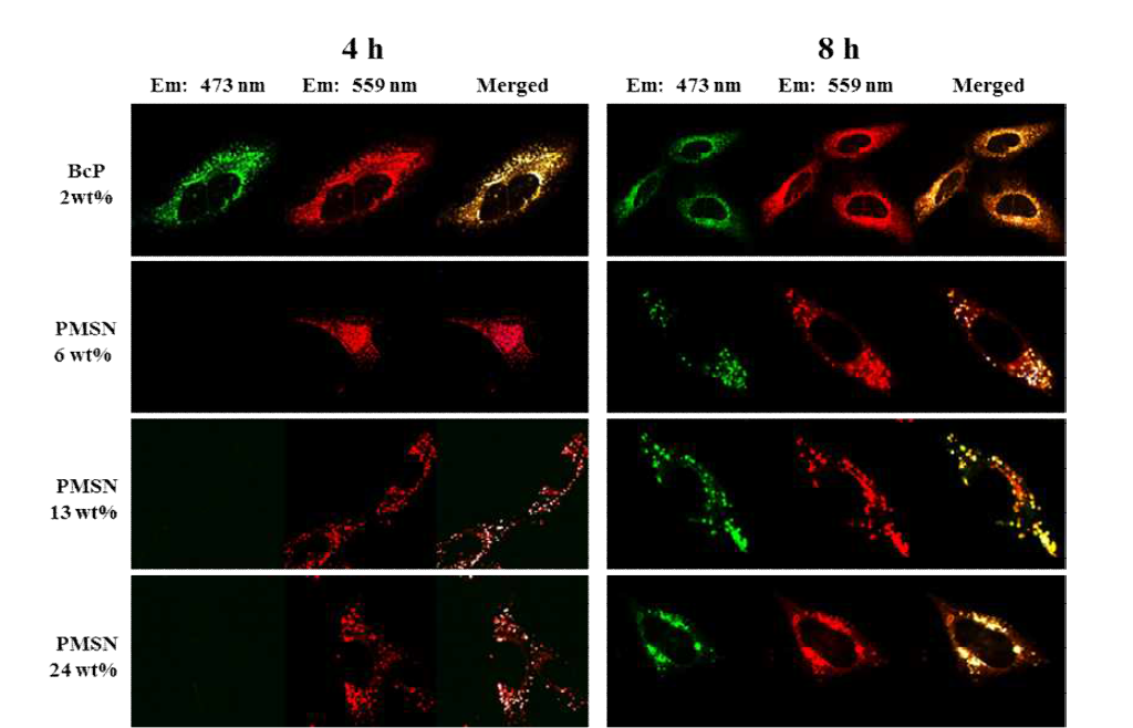 Encapsulation stability analysis for DiI/DiO co-loaded BCP micelles and PMSNs at varying loading capacities in HeLa cells after a 4 h and 8 h incubation