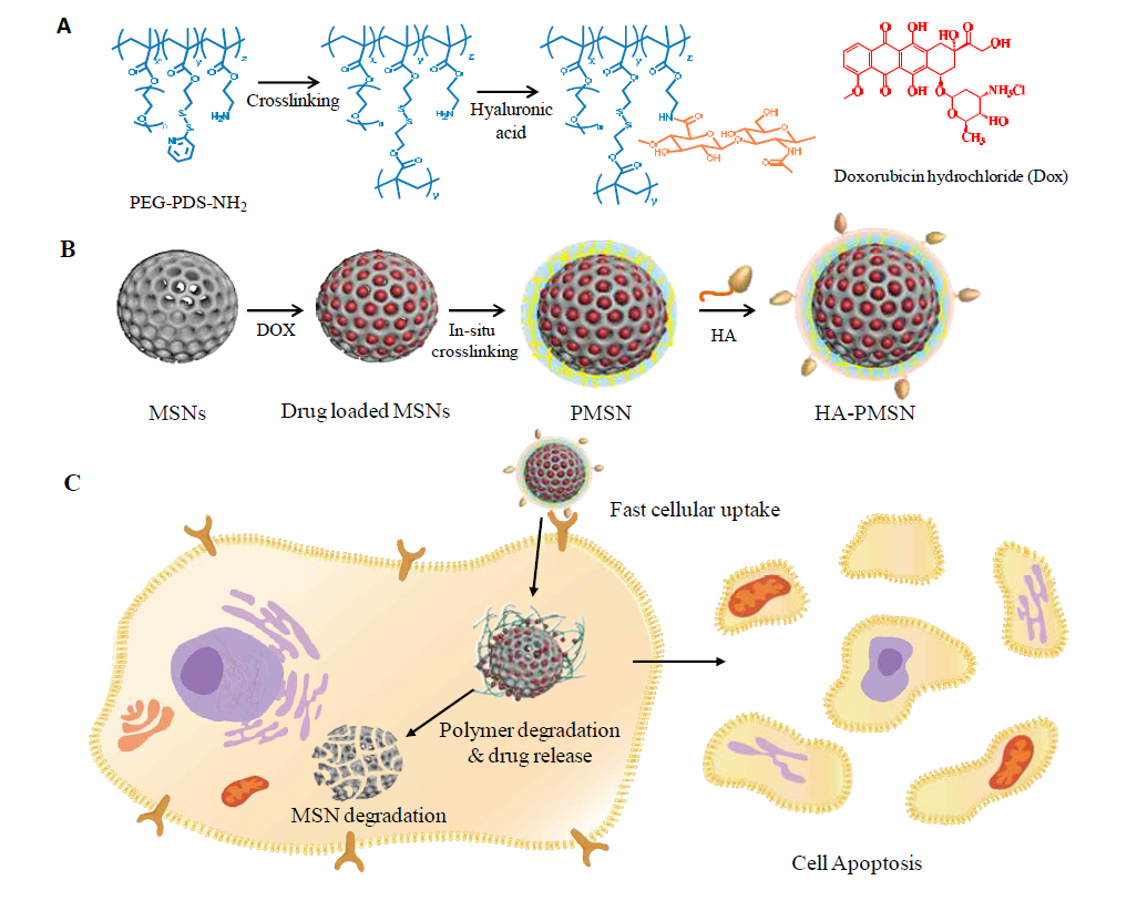 Schematic illustrations of efficient nanoparticle-mediated DDSs using noncovalent polymer gatekeepers and HA conjugation for targeting capability. a) Formation of HA-PMSNs with PEG-PDS-NH2 after crosslinking and conjugation of HA, b)drug loading, polymer capping, and HA decoration over PMSNs, and c) fast cellular uptake analysis by HA-PMSNs and their redox responsive drug release