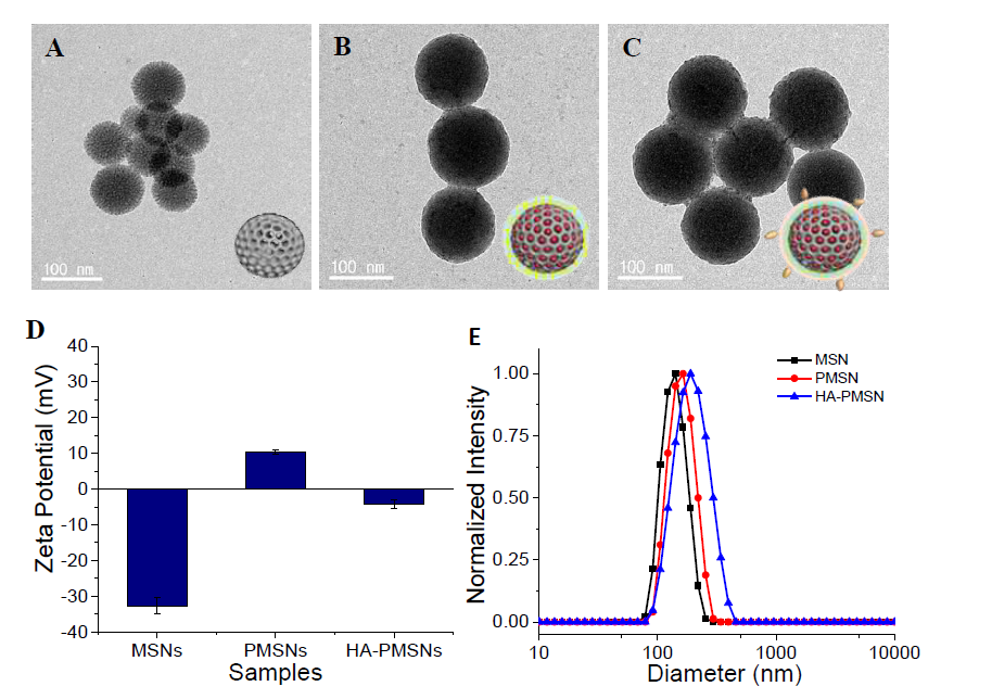 TEM images of A) MSN, B) PMSN, and C) HA-PMSN; D) Zeta potential measurement for MSNs, PMSNs, HA-PMSNs and size analysis for E) MSNs, PMSNs, HA-PMSNs