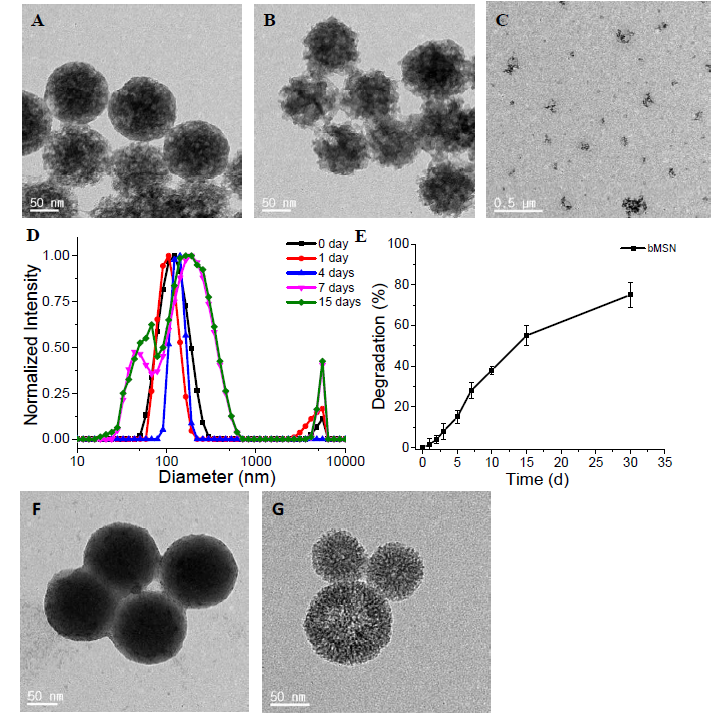 TEM images of MSNs after A) 10 days, B) 15 days, and 30 days immersed in PBS. D) The DLS analysis for size distribution of MSNs in PBS at different time intervals, E) ICP-MS analysis for cumulative silicon traces in the outer solution during dialysis until 30 days, and TEM images of PMSNs F) before and G) after 30 days in PBS with GSH. Scale bar represents 50 nm