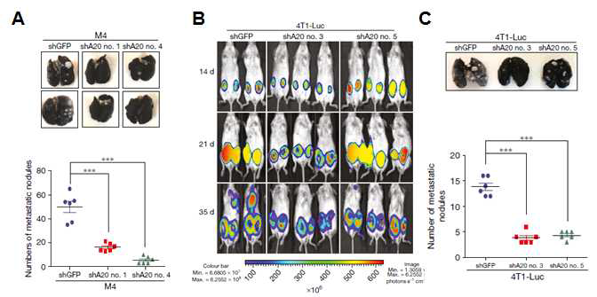 in vivo 마우스 암 전이 모델을 이용한 A20 단백질이 유방암 전이에 미치는 영향 분석