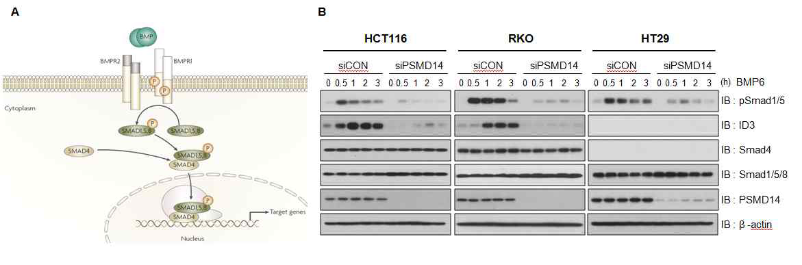 canonical BMP 신호전달 경로 (Nat Rev Cancer. 2008)와 PSMD14 knockdown 대장암 세포주에서 BMP6 처리에 따른 하위 신호 전달 분석