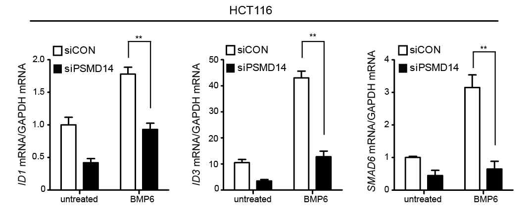 PSMD14 유전자가 knockdown된 대장암 세포주인 HCT116에서 BMP6 처리시 Id3 유전자 및 BMP 타겟 유전자들의 mRNA 발현 양에 대한 정량적 분석