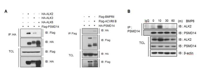 과발현 시스템에서 PSMD14과 BMP 신호전달 수용체들간의 상호결합 및 endogenous level에서 PSMD14 단백질과 ALK2 수용체 간의 상호결합 분석