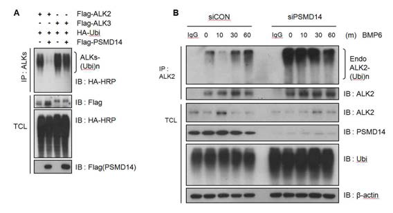 ALK2 단백질의 유비퀴틴화와 PSMD14 단백질에 의한 탈유비퀴틴화 분석