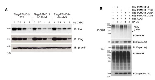 대장암 세포내 PSMD14-탈유비퀴틴화기능 제거 돌연변이 단백질에 의한 ALK2 단백질의 반감기 및 유비퀴틴화 양상 변화 분석