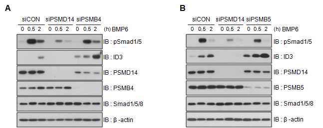 Proteasome system의 구성 단백질들을 각각 knockdown한 HCT116 대장암 세포주에서의 BMP 신호전달 반응비교