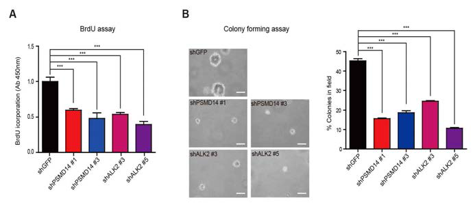 PSMD14 및 ALK2를 각각 knockdown한 HCT116 대장암 세포주에서 BrdU assay와 colony forming assay