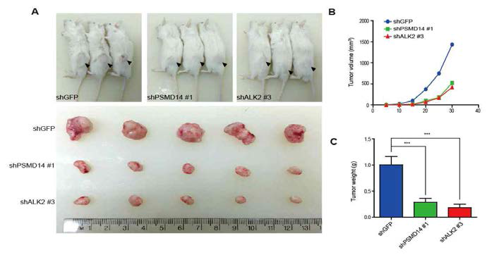 In vivo 암 형성 모델에서 정상 HCT116 세포주, PSMD14 knockdown 세포주, ALK2 knockdown 세포주의 암 형성능 비교