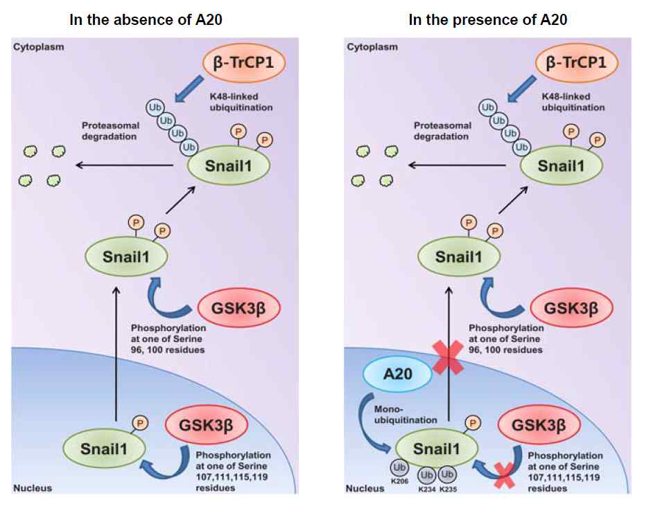 A20 단백질에 의한 Snail1 단백질의 다중모노유비퀴틴화에 의한 핵 내에서 Snail1과 GSK3β 상호작용의 감소 및 GSK3β 매개 Snail1 인산화 감소와 이로 인한 Snail1 단백질 안정성 증가 기전에 관한 모델. (Lee et al., Nat. Cell. Biol. 2017)