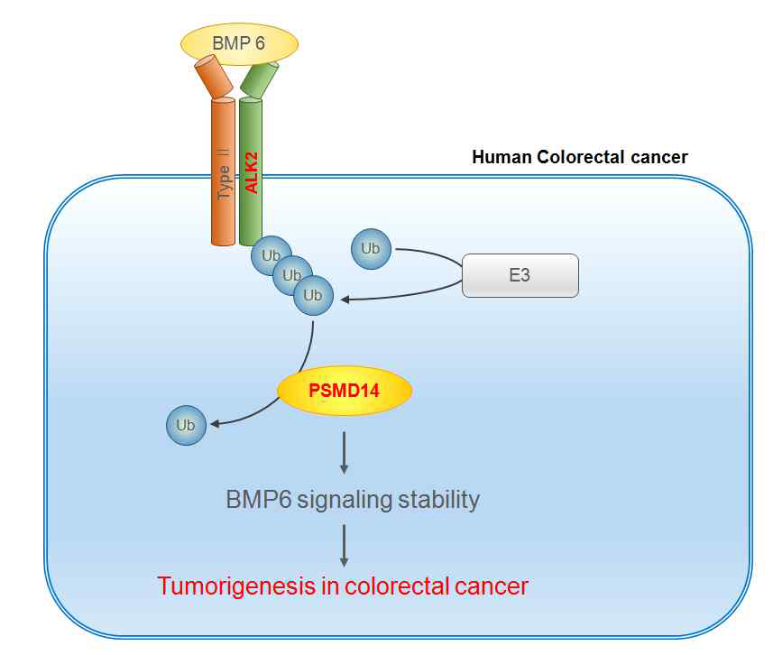 PSMD14 단백질에 의한 ALK2의 탈유비퀴틴화를 통한 BMP6-ALK2 axis의 안정화 및 해당 신호전달 경로를 통한 인간 대장암의 종양형성능 증가 모델