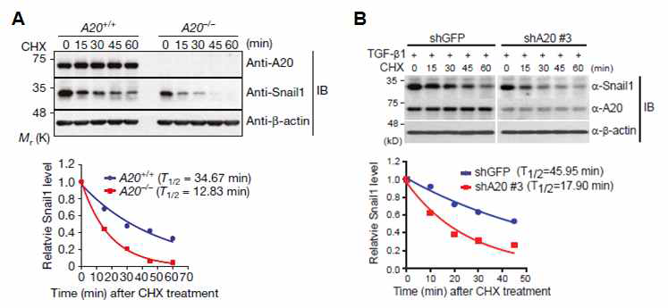 A20 단백질에 의한 Snail1 단백질 안정화 분석