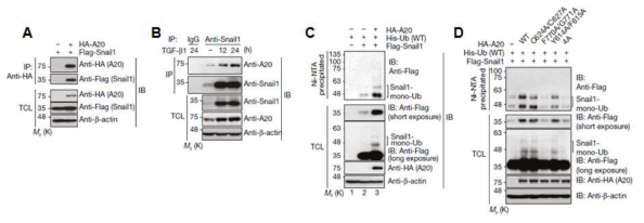 A20 단백질에 의한 Snail1 단백질 유비퀴틴화 패턴 분석