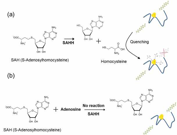 DNA-Cu/AgNCs와 SAHH를 이용한 adenosine 검출 기술의 모식도