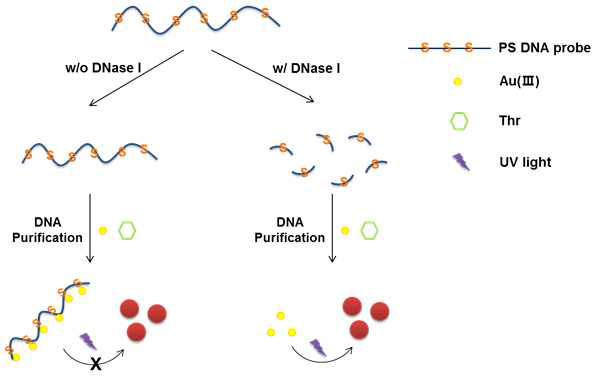 PS DNA에 의한 AuNPs의 광유도 합성 효율 저해를 기반으로 한 비색적 DNase I 활성 검출 기술의 모식도