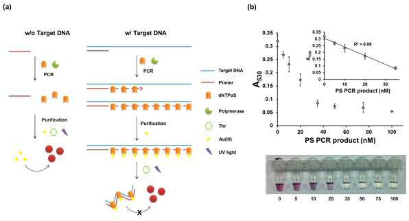 PS DNA에 의한 AuNPs의 광유도 합성 효율 저해를 기반으로 한 비색적 표적 DNA 검출 기술의 (a) 모식도 및 (b) 서로 다른 PS PCR 증폭산물 농도에 대한 530 nm에서의 흡광도 세기 (위) 및 샘플 사진 (아래). Inset in (b): PS PCR 증폭산물 농도와 530 nm에서의 흡광도 세기 사이의 선형적 상관관계
