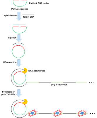 RCA 반응 및 Poly-T-CuNPs 합성을 기반으로 하는 초고감도 표적 DNA 검출 기술의 모식도