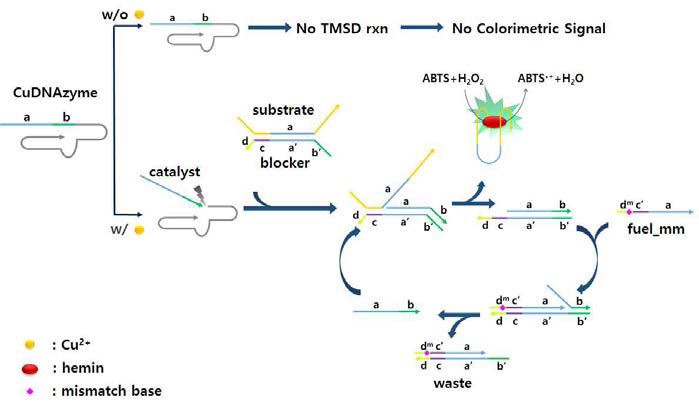 Cu2+ 의존 자가절단 DNAzyme과 TMSD 회로 기반 Cu2+ 검출 시스템의 모식도
