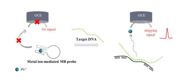 금속이온과 상호작용하는 MB probe를 이용한 전기화학적 표적 DNA 검출 기술의 모식도