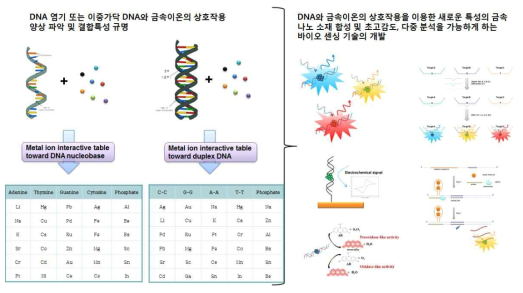 DNA와 금속이온의 상호작용 연구 모식도