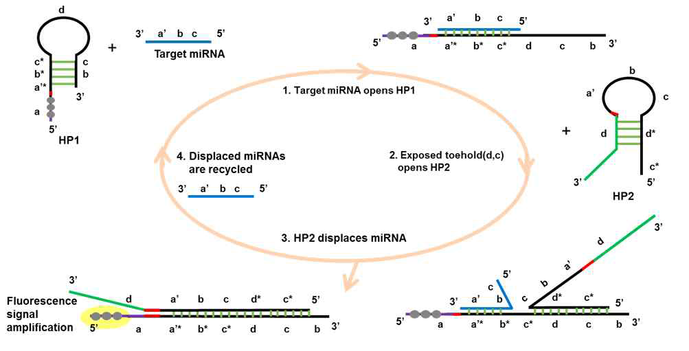CHA 및 G-rich DNA 가닥에 의한 DNA-AgNC의 형광신호 증폭 현상을 이용한 miRNA 검출 기술의 모식도