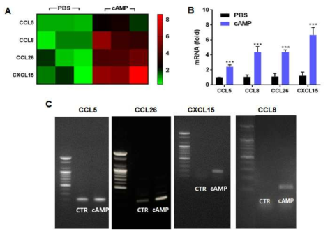 (A) Chemokine PCR array heatmap. (B) Real time qPCR validation. (C) Primary cortical neuron에서 cAMP 처리에 의한 4종의 chemokine 발현증가