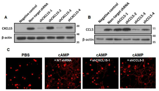 (A, B) CXCL15 및 CCL5 노꿈 validation. (C) Lentivirus를 이용한 shRNA 처리후 대뇌피질-대식세포 공배양에서 얻은 conditioned media의 neurite outgrowth activity