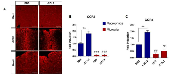 (A) CCL2에 의한 염증반응. (B, C) CCL2 수용체인 CCR2와 CCR4의 microglia와 대식세포에서의 발현 차이