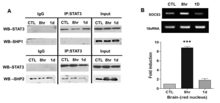 (A) Immunoprecipitation을 통한 STAT3와 SHIP1 SHIP2의 결합조사. (B) 손상 후 1일 간의 SOCS3 mRNA 발현 추이