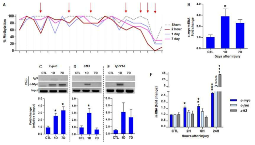 (A) Myc 유전자 DNA demethylation. (B) SNI후 Myc 유전자 발현증가. (C) c-Myc 전사인자 결합 타겟 유전자 CHIP assay. (D) c-Myc mRNA와 타겟 유전자 mRNA 발현증가 시점 비교