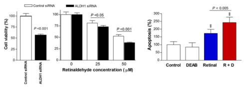 Retinaldehyde cytotoxicity under ALDH1A1 silencing and apoptosis