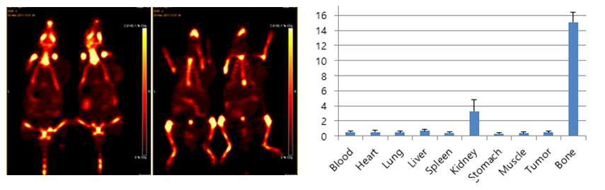 4-[18F]Fluorobenzaldehyde을 이용한 종양 모델의 PET 영상과 체내분포 결과