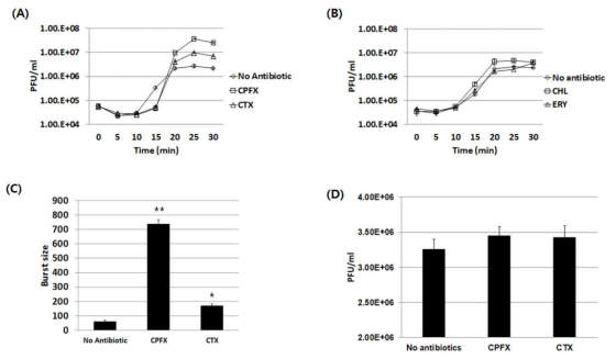 Delayed lysis of T4-infected E. coli K12 strain in the presence of the sub-lethal doses of different antibiotics. (A) One step multiplication curve of phage T4 with or without the antibiotics inducing PAS (CPFX; ciprofloxacin, CTX; cefotaxime). An aliquot of the culture was taken and the titer of free phages were measured at each time point post infection. MOI = 0.001. Error bars are shown. (B) One step multiplication curve of phage T4 with or without the antibiotics not inducing PAS (CHL; chloramphenicol, ERY; erythromycin). MIC for each antibiotic was 16 mg/ml and 256 mg/ml, respectively. ½ concentration of MIC was used as the sublethal doses for this experiment. Error bars are shown. (C) One step multiplication curve of mutant phage T4 harboring a nonsense mutation in t (holin) gene growing in a weak suppressor strain , JM109, with or without the antibiotics (CPFX; ciprofloxacin, CTX; cefotaxime). MOI = 0.001. Error bars are shown. (D) Measurement of the burst sizes. * p<0.05, ** p<0.01 (E) Measurement of phage titer after a forced lysis at 17 minutes post infection with the addition of chloroform (5% v/v) to the culture