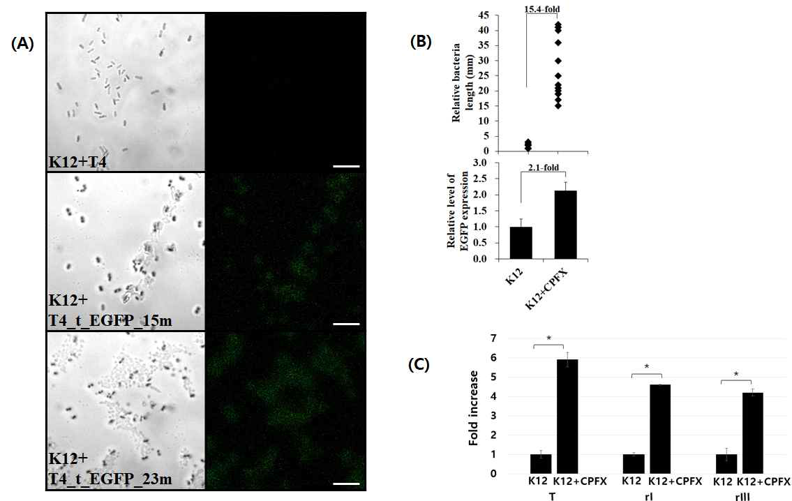 Underlying mechanism of the delayed lysis in the presence of the sub-lethal doses of ciprofloxacin (CPFX). (A) Observation of T4 holin (t) fused to enhanced green fluorescent protein (EGFP) expressed in bacterial host under a fluorescence microscope at 0, 15, and 23 minutes post infection. T4_t_EGFP; engineered phage T4 expressing EGFP-fused holin (see Materials and Methods). Scale bar = 10 mm. (B) Comparison of increase in bacterial length due to filamentation and increase in T4 holin production in the presence of the sub-lethal dose of ciprofloxacin. (C) Realtime RT-PCR measurement of phage T4 holin and antiholins. T; T4 holin, rI and rIII T4 antiholins. Total RNA was isolated from T4-infected E. coli grown in the presence of ciprofloxacin at 20 minutes post infection and subjected to a realtime RT-PCR. * p<0.05