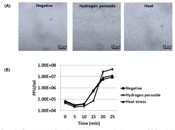 Changes in phage T4 production in the presence of other stresses. (A) Bacterial filamentation in the presence of the sub-lethal dose of hydrogen peroxide (4.5 mM) or elevated temperature (45oC) was observed under a light microscope. (B) One step multiplication curve of phage T4 in the presence of the two stresses. An aliquot of the culture was taken and the titer of free phages were measured at each time point post infection. MOI = 0.001