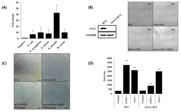 Relationship between recA expression and phage production. (A) Determination of recA expression level in different bacteria in the presence of the sub-lethal dose of ciprofloxacin using realtime RT-PCR. * p<0.05 (B) Bacterial morphological change was observed under a light microscope. E. coli K12 strain or its recA deletion mutant (DrecA K12, see Materials and Methods) were grown in the presence or absence of the sub-lethal dose of ciprofloxacin. The box in the left shows complete lack of expression of RecA protein by a western blot analysis. Scale bar = 10 mm. (C) Observation of plaque sizes when phage T4 infected E. coli K12 strain or its recA deletion mutant (DrecA K12) in the presence of different doses of ciprofloxacin. Scale bar = 10 mm. (D) Measurement of burst sizes when phage T4 infected wild type or recA deletion mutant strain (DrecA K12) of E. coli K12 in the presence or absence of the sub-lethal dose of ciprofloxacin. ** p<0.01