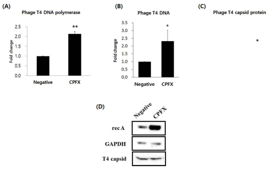 Changes in transcription of phage T4 mRNA and replication of phage DNA in the presence of the sub-lethal concentration of ciprofloxacin (CPFX) as measured by realtime RT-PCR or realtime PCR. Total RNA or total DNA was isolated from T4-infected E. coli 13 minutes post infection and analyzed. (A) mRNA encoding T4 DNA polymerase (B) phage T4 genomic DNA (C) mRNA encoding T4 major capsid protein (D) Western blot analysis of bacterial RecA protein and phage T4 major capsid protein. GAPDH was used as an internal control. * p<0.05, ** p<0.01