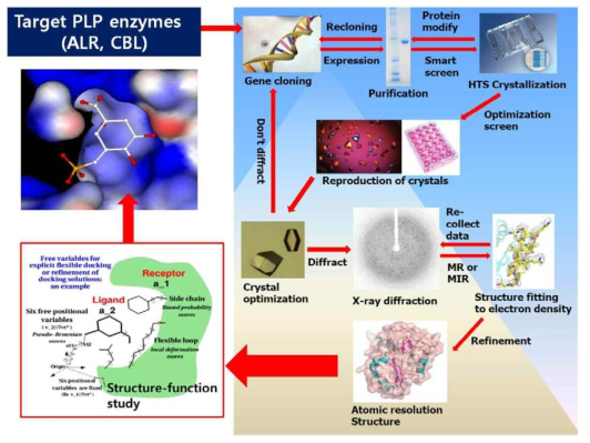 타깃 단백질 및 inhibitor/ligand와 cocrystal 단백질 구조 결정 과정