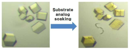 단백질 결정에 substrate analog를 soaking함으로서 얻어진 complex 구조 결정들