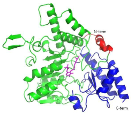 X-ray crystallography를 통해서 구조가 결정된 Cysteine desulfurase의 monomer 구조