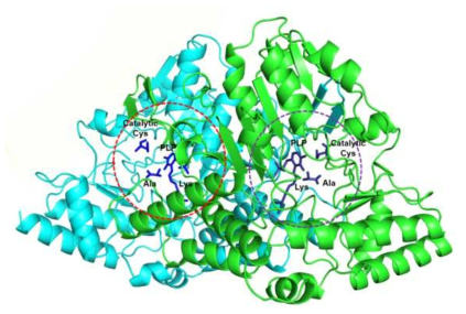 Active site에 Cystein의 반응 후 product인 alanine이 결합된 Cysteine desulfurase의 구조