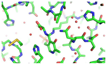 Alanine이 Schiff-base linked PLP에 결합되있는 gem-diamine intermediate structure. 중앙에 보이는 PLP 분자는 Lys의 terminal amino group 및 기질이 product로 바뀐 alanine에 동시에 결합된 gem-Diamine 구조를 보여주고 있다. 이 gem-Diamine 구조는 반응이 진행됨에 따라 alanine이 떨어져 나오고 PLP의 pyridine ring은 Schiff base와 평행을 이루는 보다 낮은 각도의 dihedral angle을 가지도록 conformational change를 한다. 옆에 위치한 key catalytic residue는 cysteine으로부터 persulfate를 받아서 S-S bond를 가진 상태의 구조를 보이고 이 persulfate는 acceptor 분자가 결합할 때 전달되게 된다