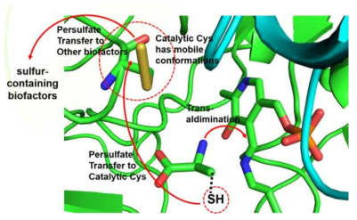 Proposed catalytic mechanism of Cysteine desulfurase