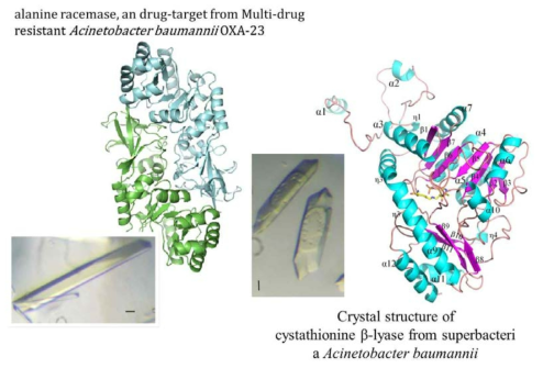 기 확보한 슈퍼박테리아 Acinetocbacter baumanii의 두 PLP-dependent 타깃 단백질들(Alanine racemase와 Cystathionine beta lyase)의 결정 및 단백질 구조(2.0A 이상의 high resolution 구조가 결정되어 저해제와 coccrystallization 등의 분석이 용의한 상황임)