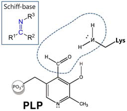 Pyridoxal 5’-phosphate (PLP, active form of vitamin B6)의 구조 및 active site에서 Lysine 아미노산 잔기의 side chain과 Schiff-base linkage(C=N) bond를 하는 과정. PLP는 active의 lys이나 기질의 amino group과 Schiff-base 결합을 번갈아 바꾸어 함으로서 거의 모든 효소 반응을 수행함