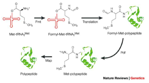 박테리아에서 단백질 합성은 formylated methionyl tRNAfMet으로 시작하여 새로 합성된 단백질은 아미노 말단에서 포르밀화 된다. 새로 합성된 폴리펩티드 사슬에서 포르밀기를 제거하고 정상적으로 기능을 수행하기 위해서는 PDF가 필요하다. Nature Reviews Genetics 4, 442-456 (June 2003)