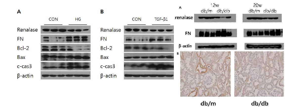 근위세뇨관 배양세포 및 당뇨병 동물 모델에서 Renalase, fibronectin, Bcl-2, Bax 그리고 c-cas3의 변화