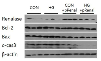 고포도당으로 자극한 근위세뇨관 배양세포에서 Renalase, Bcl-2, Bax 그리고 c-cas3의 단백 발현 및 renalase over-expression에 의한 단백 발현의 변화